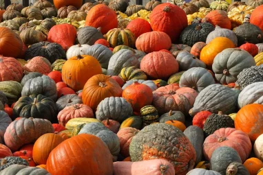 Vielfältige Kürbisauswahl im Herbst