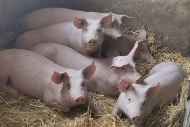 Regionales Schweinefleisch vom Sonnenhof