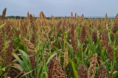 Sorghum-Hirse - glutenfrei und regional